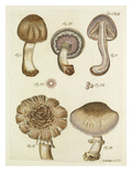 Tab. 242 Giclee Print by Jacob Christian Schaeffer