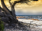 The Old Tree and the Sea Photographic Print by Marco Carmassi