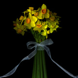 Mini Daffodils Fotografie-Druck von Magda Indigo