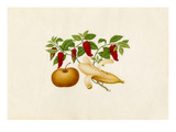Capsicum annuum, Musa × paradisiaca and Pyrus pyrifolia Giclee Print by  Wang Lui Chi
