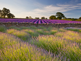 The Scent of Summer Photographic Print by Doug Chinnery