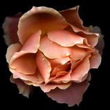 Rose Just Joey Photographie par Magda Indigo