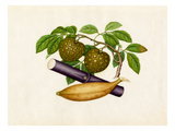 Annona squamosa, Musa × paradisiaca, Saccharum officinarum Giclee Print by  Wang Lui Chi