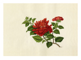 Hibiscus rosa-sinensis Giclee Print by  Wang Lui Chi