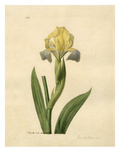 Iris sordida Giclee Print by John Curtis