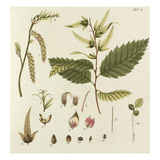 Die Haygenbuche Giclee Print by Johann Simon Kerner