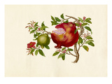 Punica granatum Giclee Print by  Wang Lui Chi