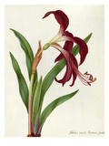 Jacobean Lily Giclee Print by James Bolton