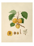 The Breda Apricot Giclee Print by William Hooker