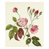 Rosa Chinensis Giclee Print by Caroline Maria Applebee