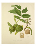 The Large French Walnut Giclee Print by William Hooker