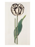 Tulip Giclée-tryk af James Sowerby