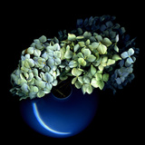 Hydrangea Photographic Print by Magda Indigo