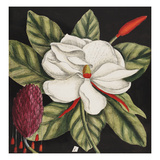 Magnolia altissima, flore ingenti candido Giclee Print