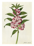 A Balsam Giclee Print by James Bolton