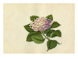 Hydrangea macrophylla Giclee Print by  Wang Lui Chi