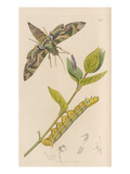 Daphnis nerii Giclee Print by John Curtis