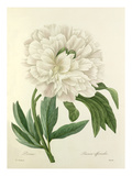 Pivoine: Paeonia officinalis Giclee Print by Joseph Marie Bessin