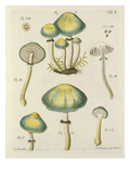 Tab. 1 Giclee Print by Jacob Christian Schaeffer