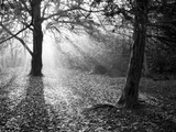 Autumn Burst Photographic Print by Doug Chinnery