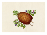 Ananas comosus, Vaccinium myrtillus Giclee Print by  Wang Lui Chi