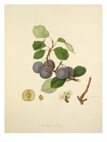 The Royale Plum Giclee Print by William Hooker
