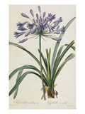 Agapanthus africanus Giclee Print by Pierre-Joseph Redouté