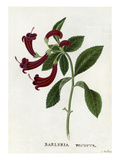 Barleria recurva, Barleria with curved flowers Giclee Print by James Bolton