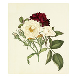 Rosa moschata, Rosa gallica Tuscany Giclee Print by Caroline Maria Applebee