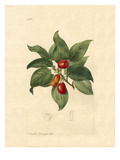 Cornus mas Giclee Print by John Curtis