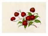 Litchi chinensis Giclee Print by  Wang Lui Chi