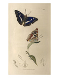 Apatura iris Giclee Print by John Curtis