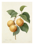 Plate 1 Giclee Print by Pierre-Joseph Redouté