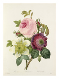 Plate 127 Giclee Print by Pierre-Joseph Redouté