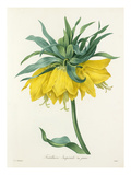 Plate 44 Giclee Print by Pierre-Joseph Redouté