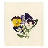 Viola tricolor Giclee Print by Caroline Maria Applebee