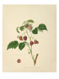 The Red Antwerp Raspberry Giclee Print by William Hooker