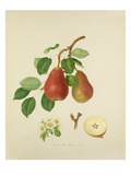 The Scarlet Bueree Pear Giclee Print by William Hooker