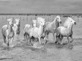 Free Ride Bw Photographic Print by Marco Carmassi