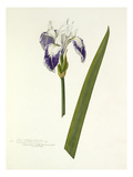 Plate 2 Giclee Print by  Williamson