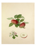 The Red Quarenden Apple Giclee Print by William Hooker
