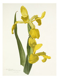 Plate 15 Giclee Print by  Williamson