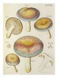 Tab. 93 Giclee Print by Jacob Christian Schaeffer