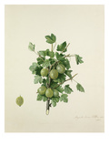 Cromptons Sheba Queen Giclee Print by Augusta Innes Withers