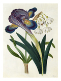 Painted Iris and Summer Snowdrop Giclee Print by James Bolton