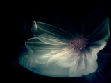 Interior Sweetness Photographic Print by Philippe Sainte-Laudy