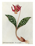 Erythronium Dens-canis Giclee Print by James Bolton