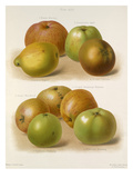 Volume II, Plate 43 Giclee Print by G Severeyns