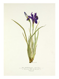 Plate 1 Giclee Print by  Williamson