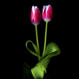 Duotone Tulips Photographic Print by Magda Indigo